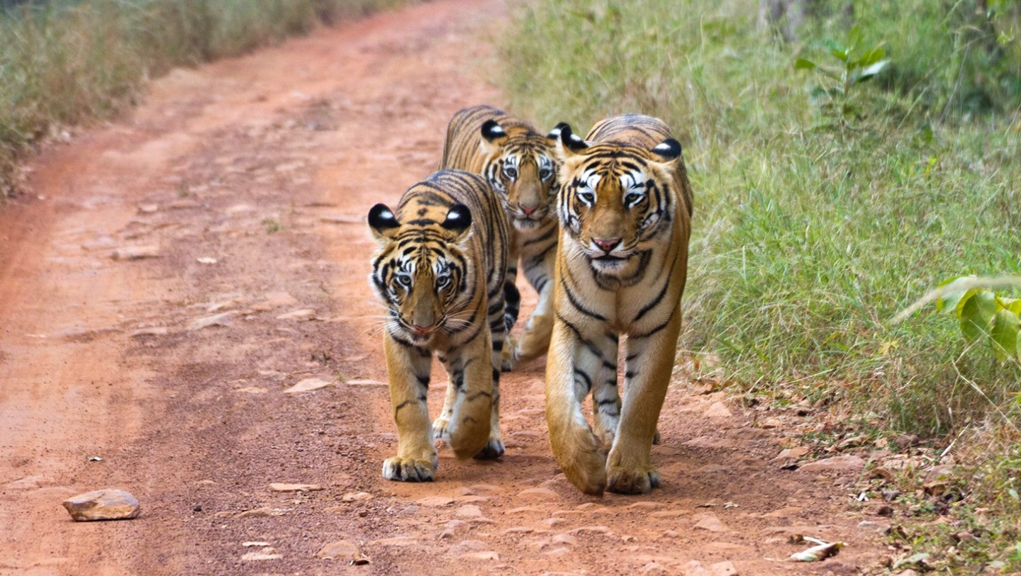 TADOBA HOLIDAYS